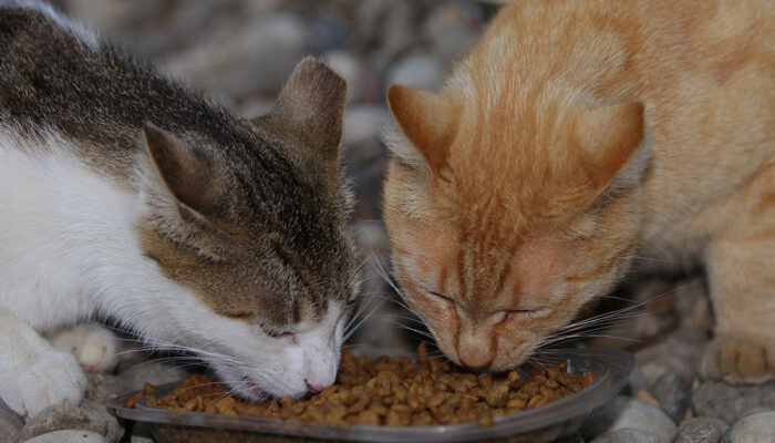 Top 10 Black Friday 2023 Deals to Expect on Cat Foods