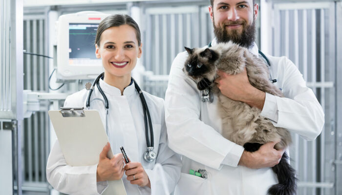 Urinary tract infection in cats – Signs and management